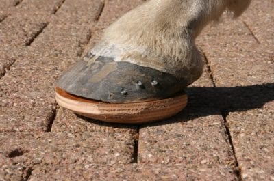 Informatieavond: De hoogdrachtige merrie, de geboorte en de uren dagen daarna