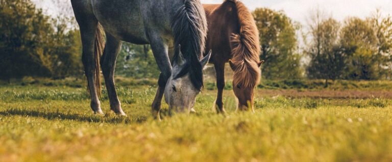 Presentatie: Hoogdrachtige merrie en de geboorte