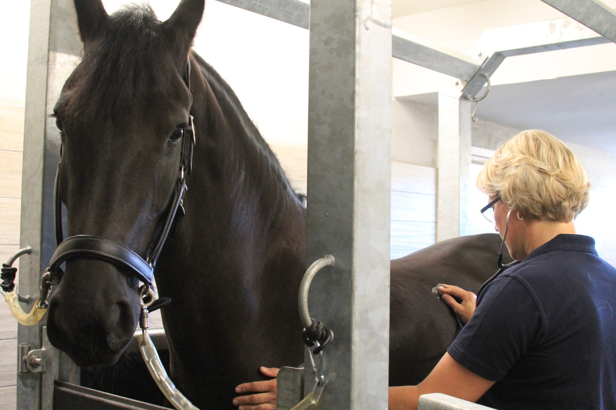 Paardenkliniek Lingehoeve Oost Nederland Paardenkliniek Lingehoeve Oost Nederland